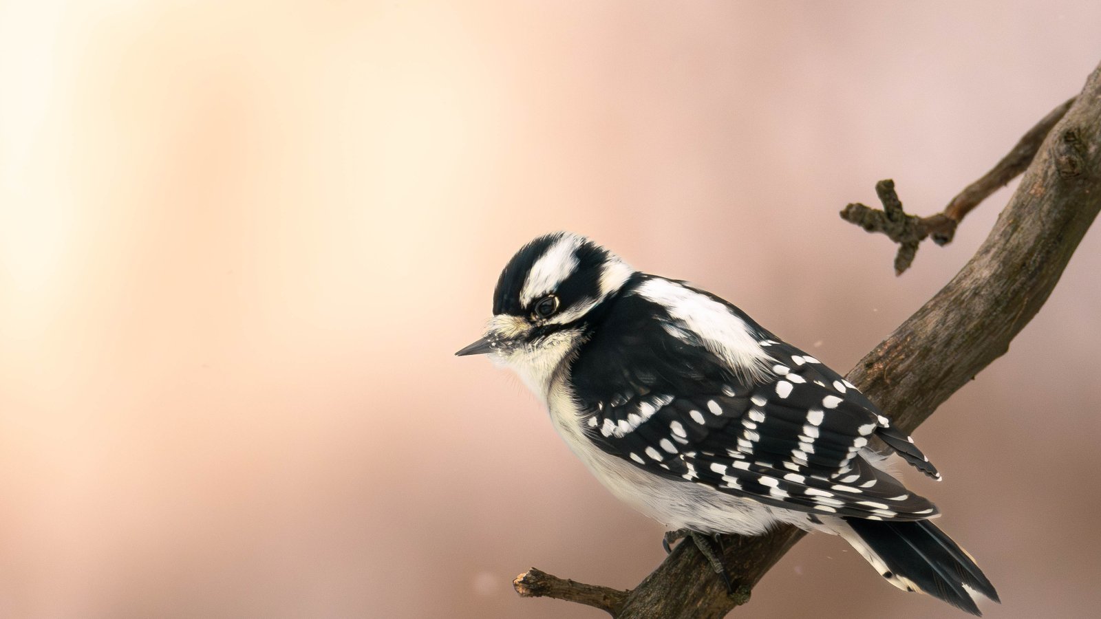 Bird from that one day